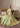 Daisy Light Green Pakistani wedding lehenga with scalloped hem by Waqas Shah Official